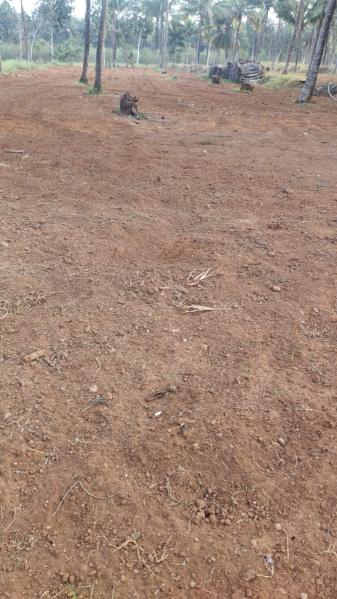  Agricultural Land 1 Acre for Sale in Pollachi, Coimbatore