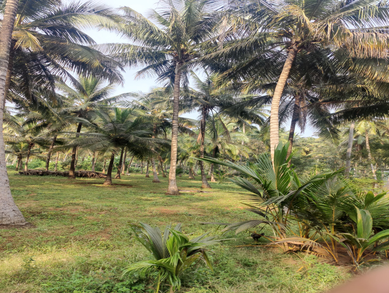  Agricultural Land 1 Acre for Sale in Mahalingapuram, Pollachi, Coimbatore