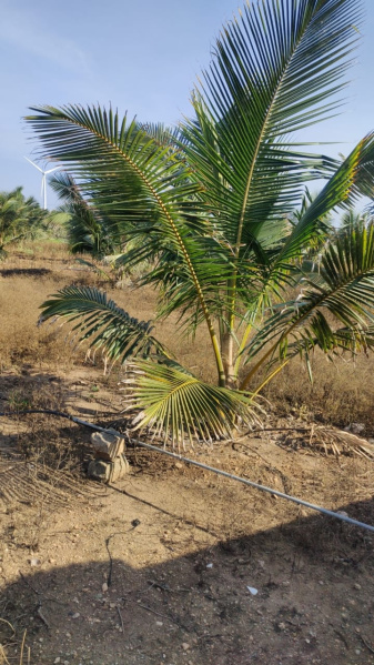  Agricultural Land 1 Acre for Sale in Pollachi, Coimbatore