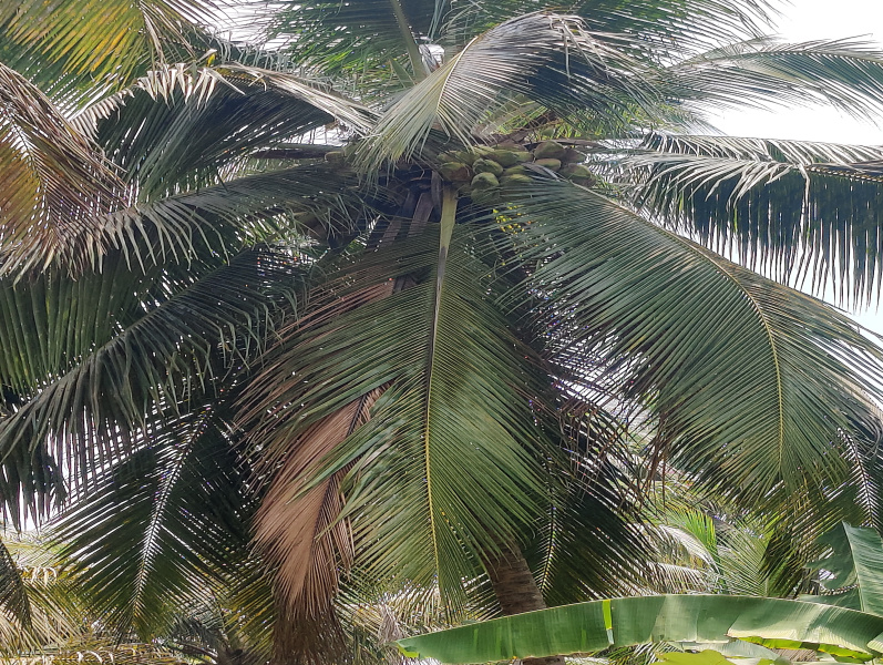  Agricultural Land 1 Acre for Sale in Valparai, Coimbatore