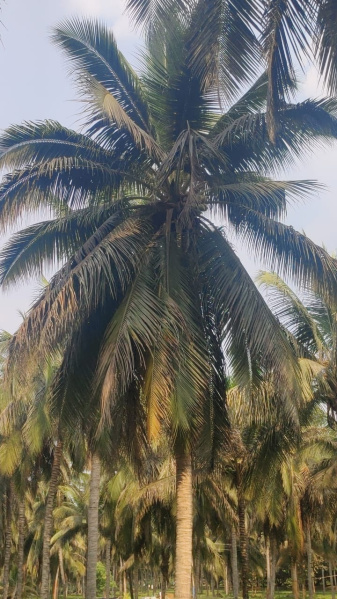  Agricultural Land 1 Acre for Sale in Valparai, Coimbatore