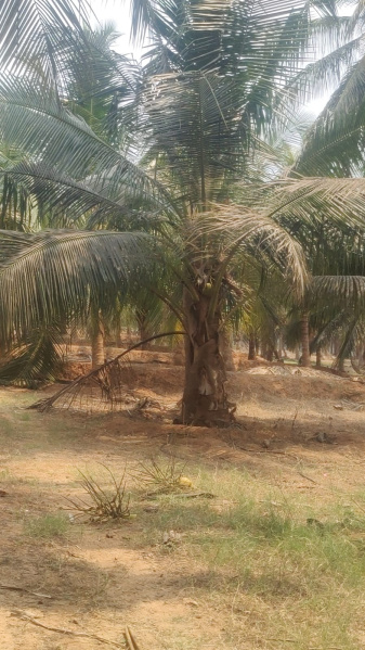  Agricultural Land 1 Acre for Sale in Valparai, Coimbatore