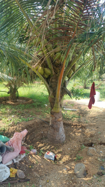  Agricultural Land 1 Acre for Sale in Pollachi, Coimbatore
