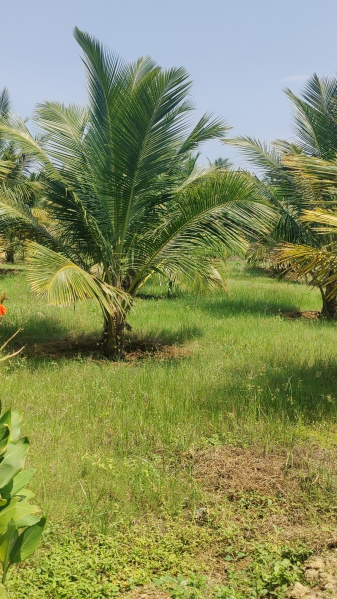  Agricultural Land 1 Acre for Sale in Pollachi, Coimbatore
