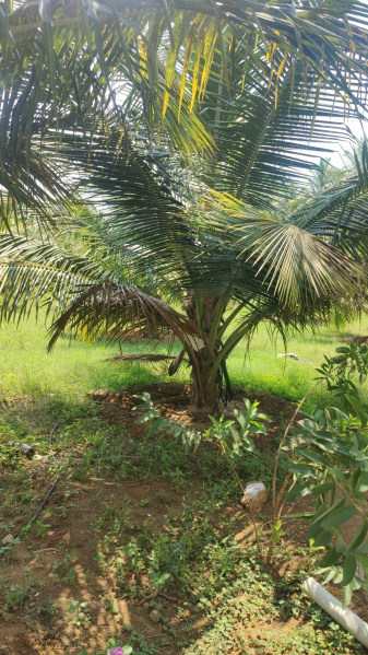  Agricultural Land 1 Acre for Sale in Pollachi, Coimbatore