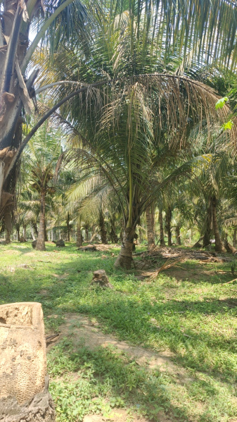  Agricultural Land 1 Acre for Sale in Pollachi, Coimbatore