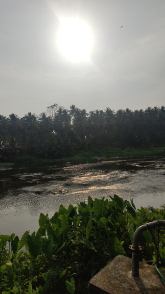 Agricultural Land 1 Acre for Sale in Mahalingapuram, Pollachi, Coimbatore