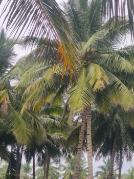  Agricultural Land for Sale in Mahalingapuram, Pollachi, Coimbatore