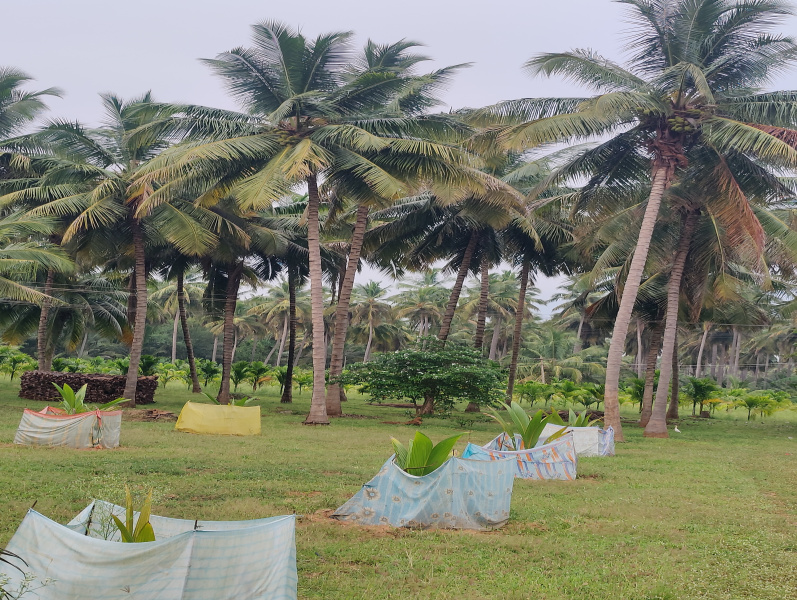  Agricultural Land 1 Acre for Sale in Mahalingapuram, Pollachi, Coimbatore