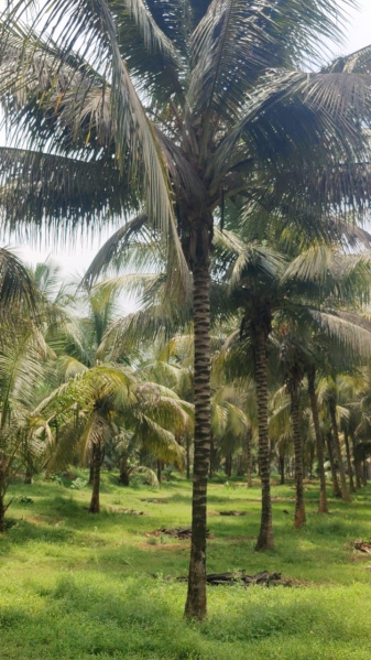  Agricultural Land 1 Acre for Sale in Mahalingapuram, Pollachi, Coimbatore