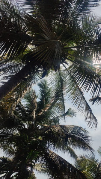  Agricultural Land 3 Acre for Sale in Pollachi, Coimbatore