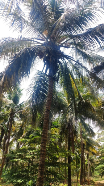  Agricultural Land 3 Acre for Sale in Pollachi, Coimbatore