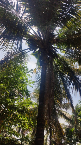  Agricultural Land 3 Acre for Sale in Pollachi, Coimbatore