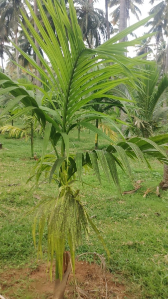  Agricultural Land 2 Acre for Sale in Pollachi, Coimbatore