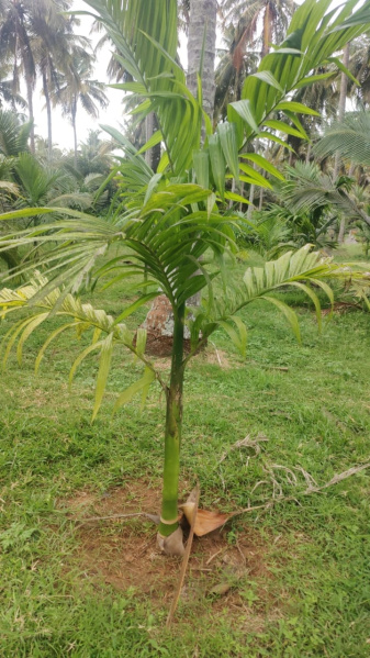  Agricultural Land 2 Acre for Sale in Pollachi, Coimbatore