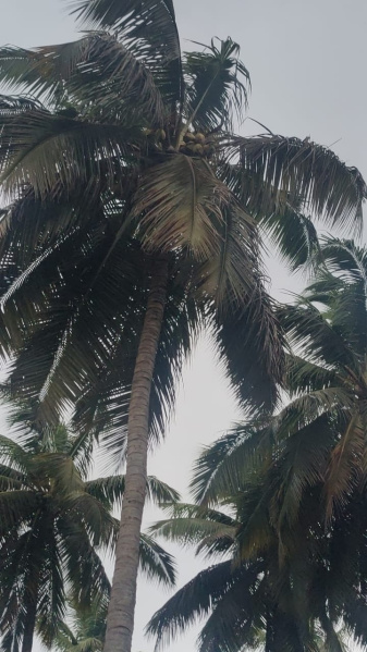  Agricultural Land 2 Acre for Sale in Pollachi, Coimbatore