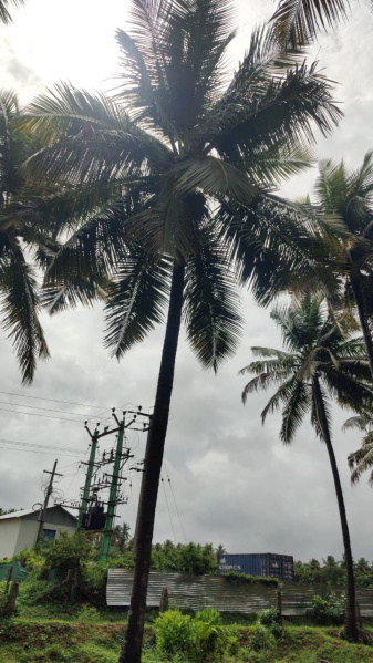  Agricultural Land 350 Cent for Sale in Pollachi, Coimbatore