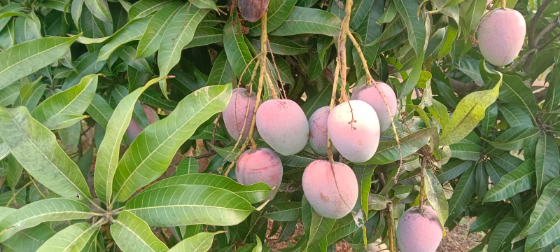  Agricultural Land 350 Cent for Sale in Pollachi, Coimbatore