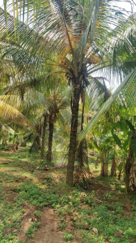  Agricultural Land for Sale in Pollachi, Coimbatore