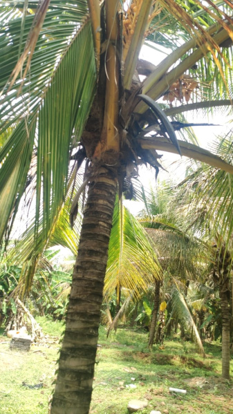  Agricultural Land 4 Acre for Sale in Pollachi, Coimbatore