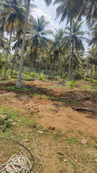  Agricultural Land 4 Acre for Sale in Pollachi, Coimbatore