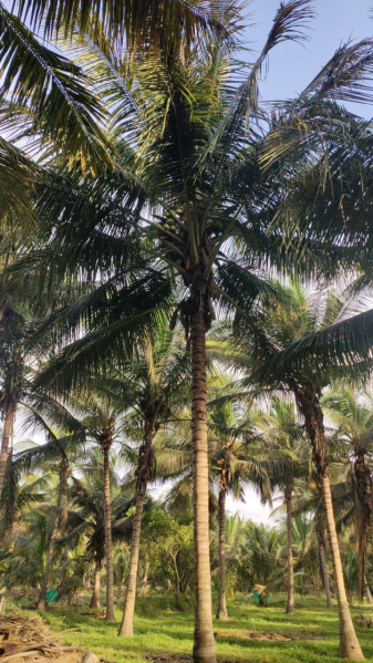  Agricultural Land 130 Cent for Sale in Pollachi, Coimbatore