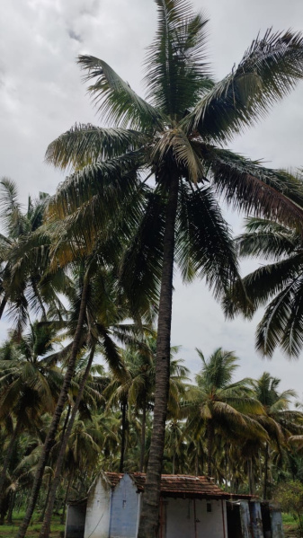  Agricultural Land 550 Cent for Sale in Pollachi, Coimbatore