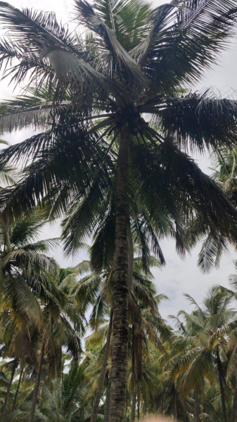  Agricultural Land 550 Cent for Sale in Pollachi, Coimbatore
