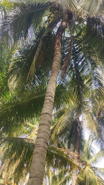  Agricultural Land 4 Acre for Sale in Pollachi, Coimbatore