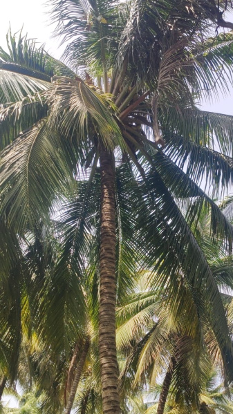  Agricultural Land 4 Acre for Sale in Pollachi, Coimbatore