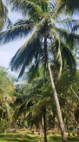  Agricultural Land 4 Acre for Sale in Pollachi, Coimbatore