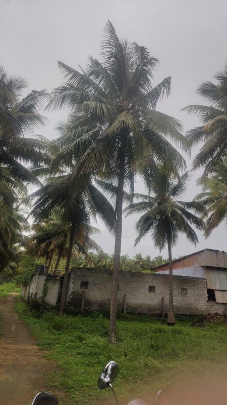  Agricultural Land 1 Acre for Sale in Mahalingapuram, Pollachi, Coimbatore
