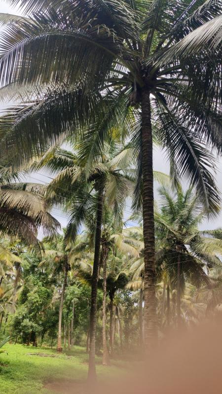  Agricultural Land 1 Acre for Sale in Mahalingapuram, Pollachi, Coimbatore