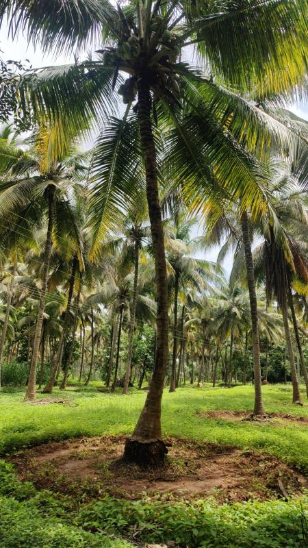  Agricultural Land 1 Acre for Sale in Mahalingapuram, Pollachi, Coimbatore