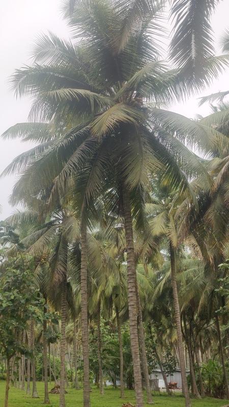  Agricultural Land 1 Acre for Sale in Mahalingapuram, Pollachi, Coimbatore