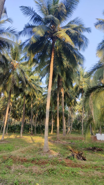  Agricultural Land 1 Acre for Sale in Udumalai/udumalpet, Coimbatore
