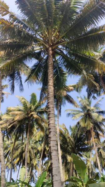  Agricultural Land 1 Acre for Sale in Udumalai/udumalpet, Coimbatore