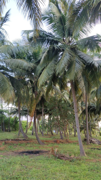  1 Acre Agricultural/Farm Land for Sale in Mahalingapuram, Pollachi, Coimbatore