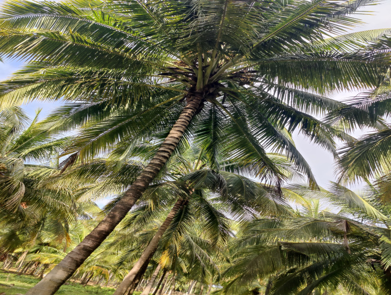 1 Ares Agricultural/Farm Land for Sale in Pollachi, Coimbatore