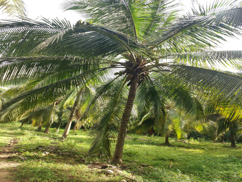  1 Ares Agricultural/Farm Land for Sale in Pollachi, Coimbatore