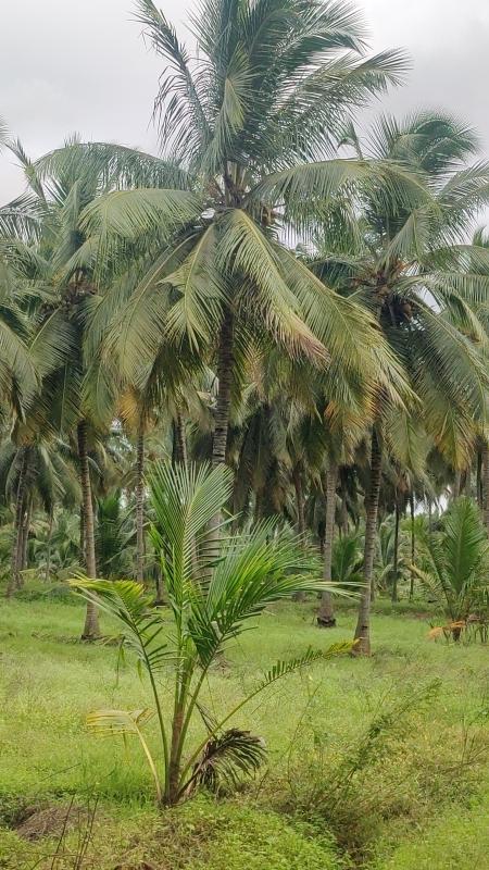  Agricultural Land 1 Ares for Sale in Pollachi, Coimbatore
