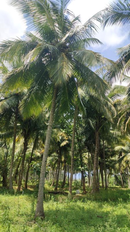 Agricultural Land 1 Ares for Sale in Pollachi, Coimbatore