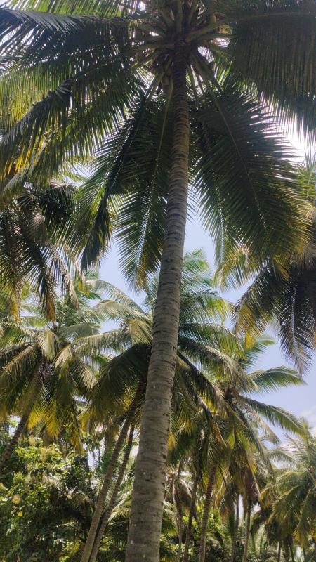  Agricultural Land 1 Ares for Sale in Pollachi, Coimbatore