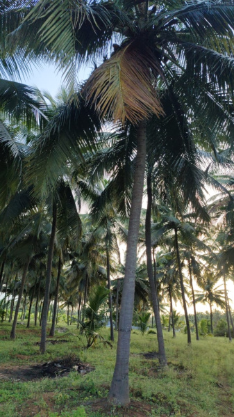  Agricultural Land 1 Ares for Sale in Pollachi, Coimbatore