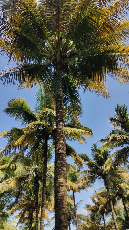  Agricultural Land 1 Ares for Sale in Pollachi, Coimbatore