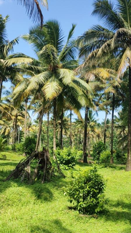  Agricultural Land 1 Ares for Sale in Pollachi, Coimbatore