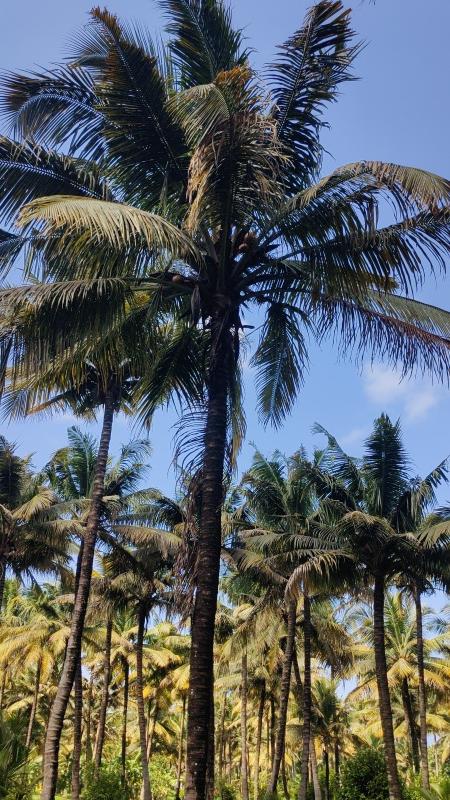  Agricultural Land 1 Acre for Sale in Pollachi, Coimbatore