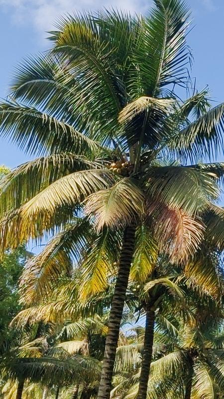  Agricultural Land 1 Acre for Sale in Pollachi, Coimbatore