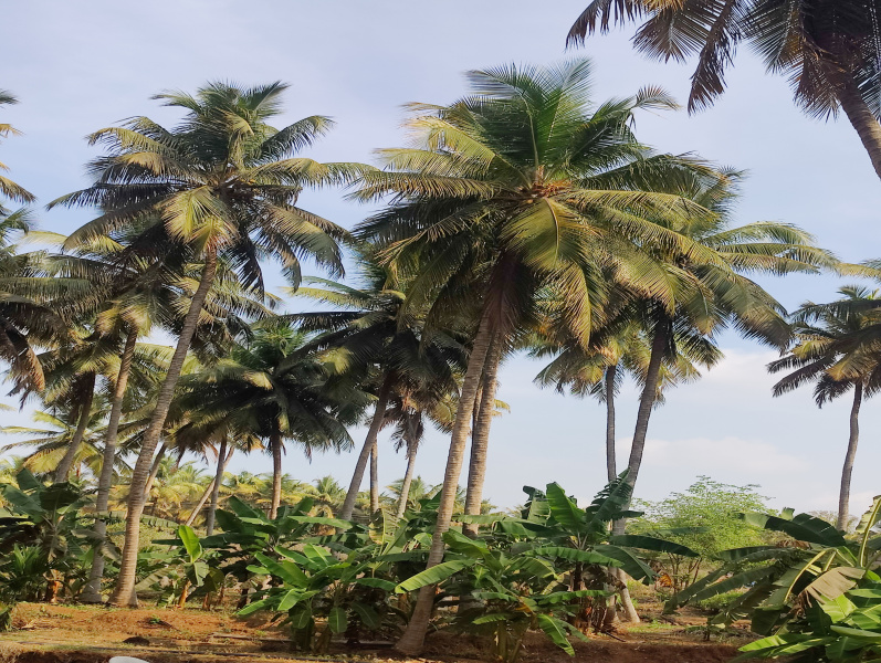  1 Ares Agricultural/Farm Land for Sale in Pollachi, Coimbatore