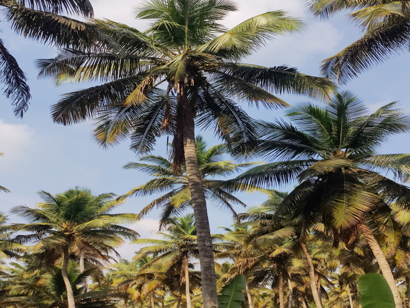  1 Ares Agricultural/Farm Land for Sale in Pollachi, Coimbatore